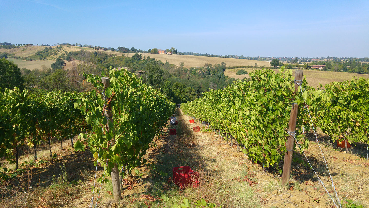 20170817-vendemmia-campo-102904-(9)